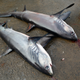 The makings of a shark fin soup.